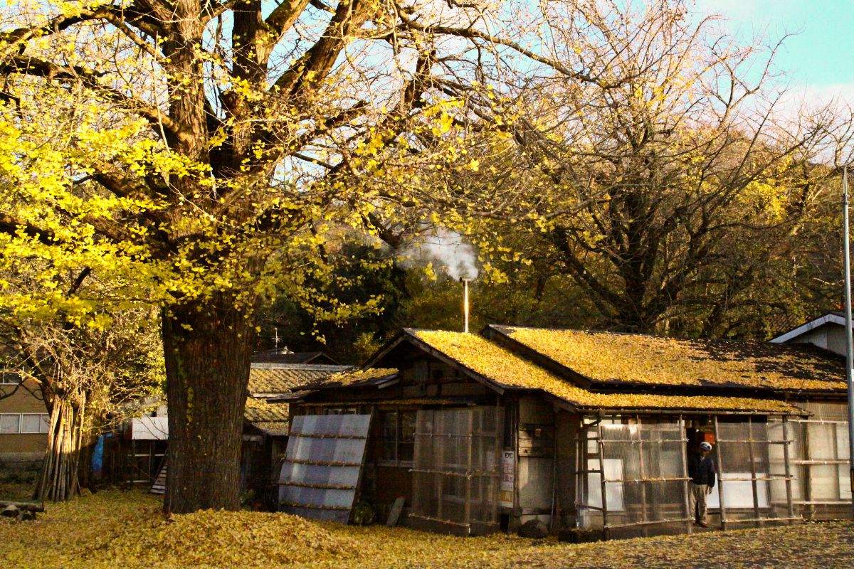 黄金の里（新潟県）