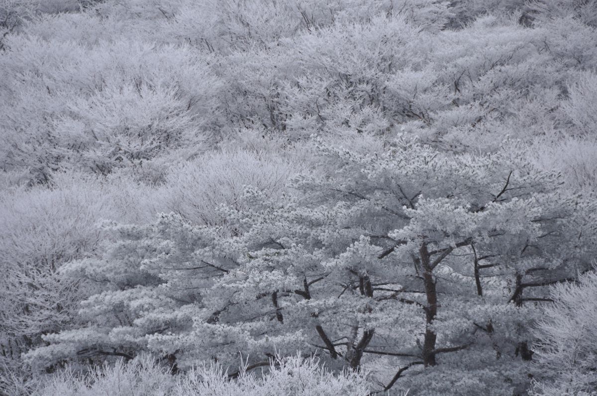 霧氷（大分県）