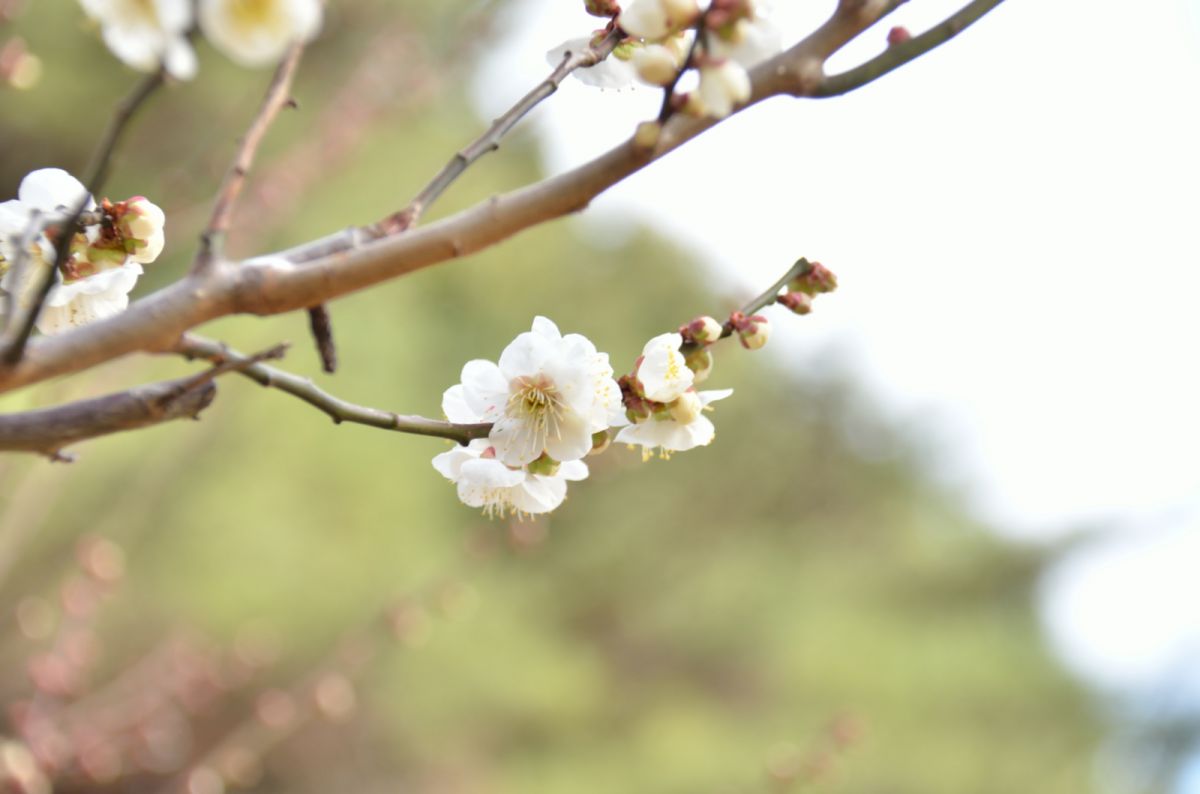 別府公園（大分県）