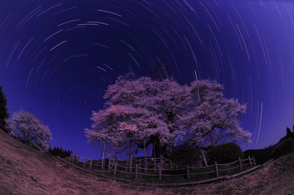 醍醐桜（岡山県）