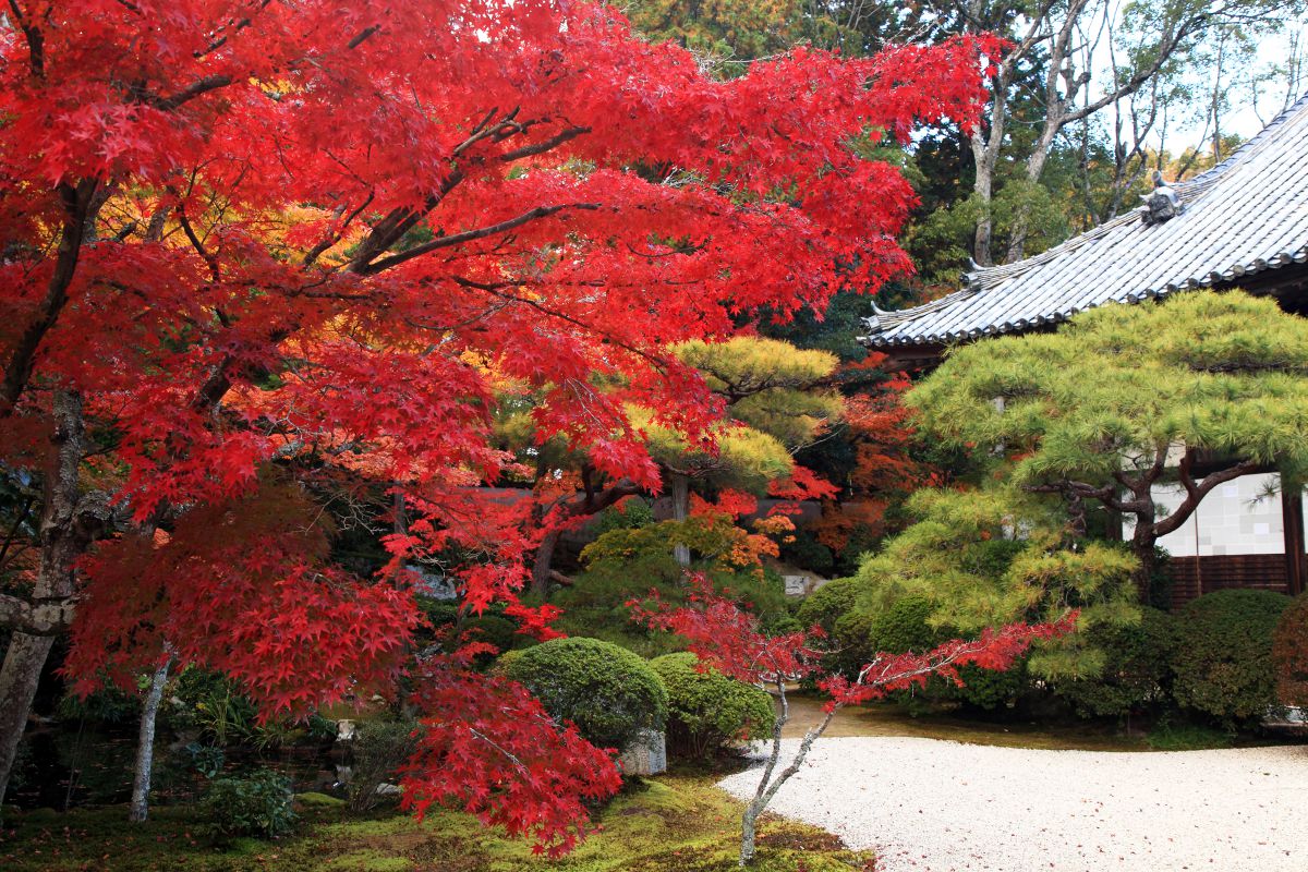 井山宝福寺（岡山県）