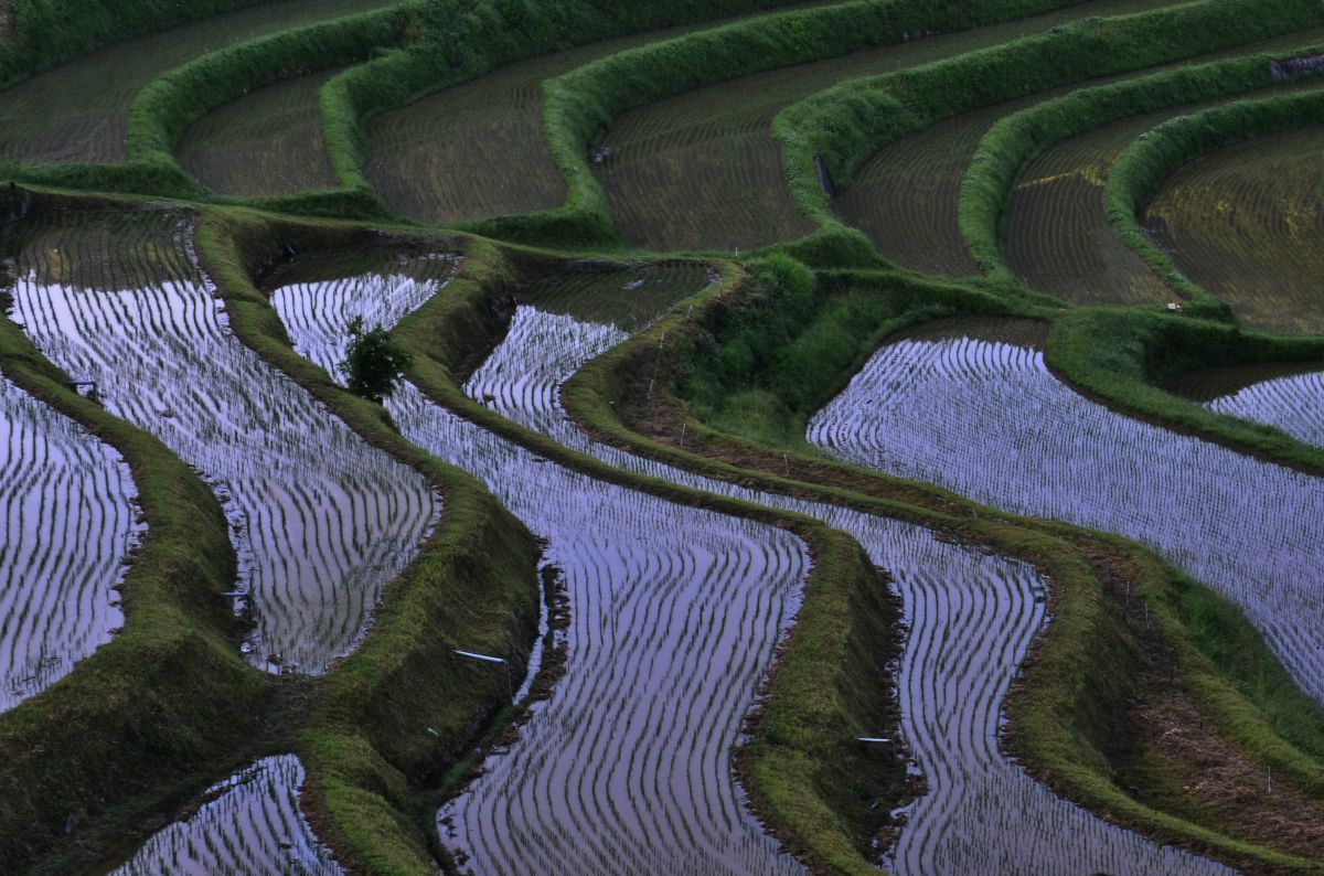 美咲町 棚田（岡山県）