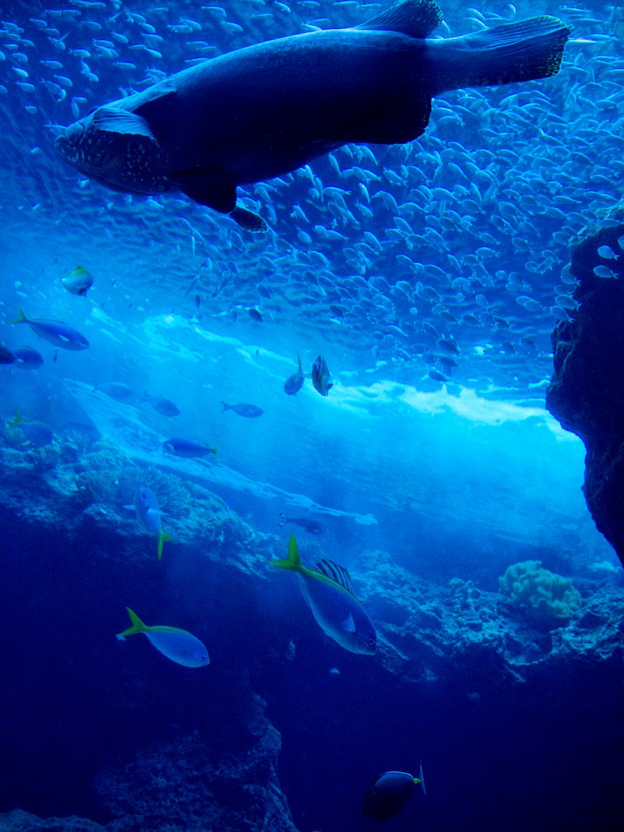 美ら海水族館