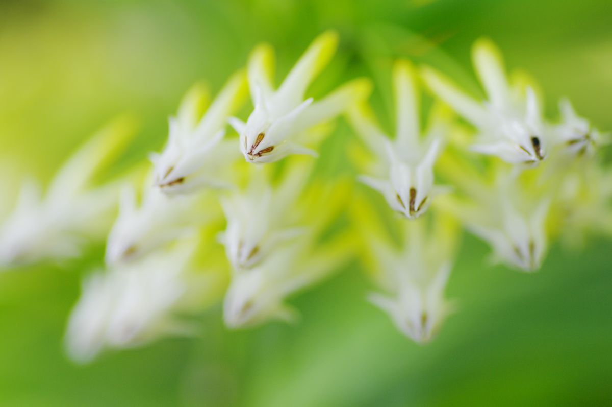 咲くやこの花館