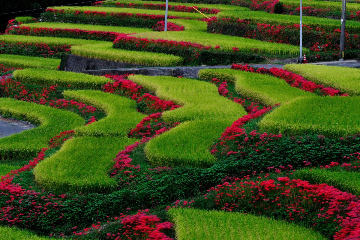 江里山（佐賀県）