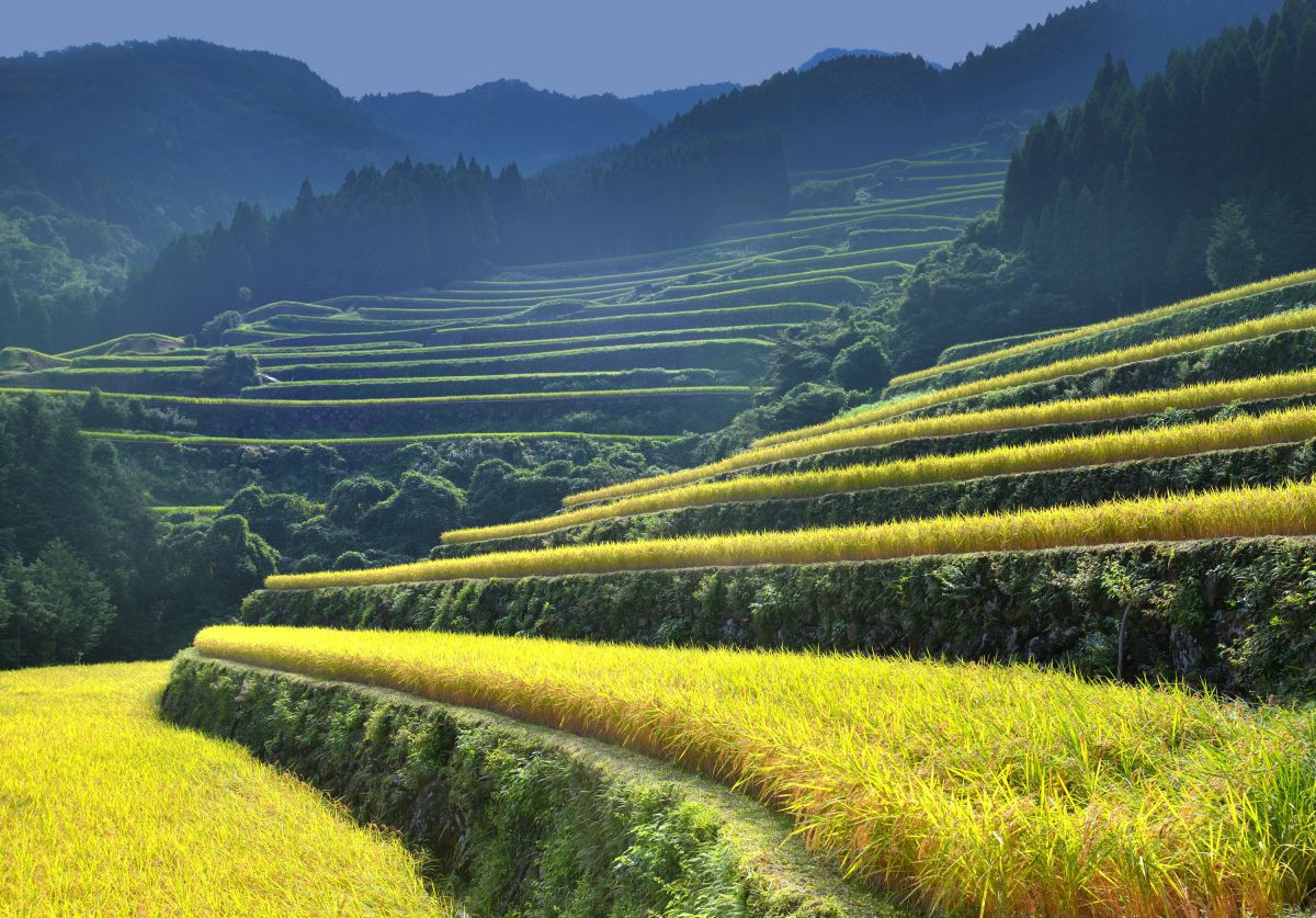 蕨野　棚田