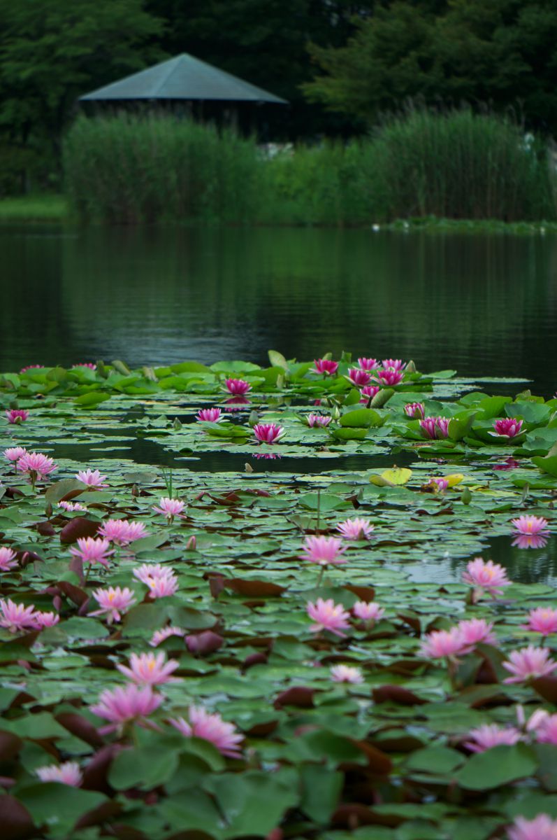 見沼自然公園（埼玉県）