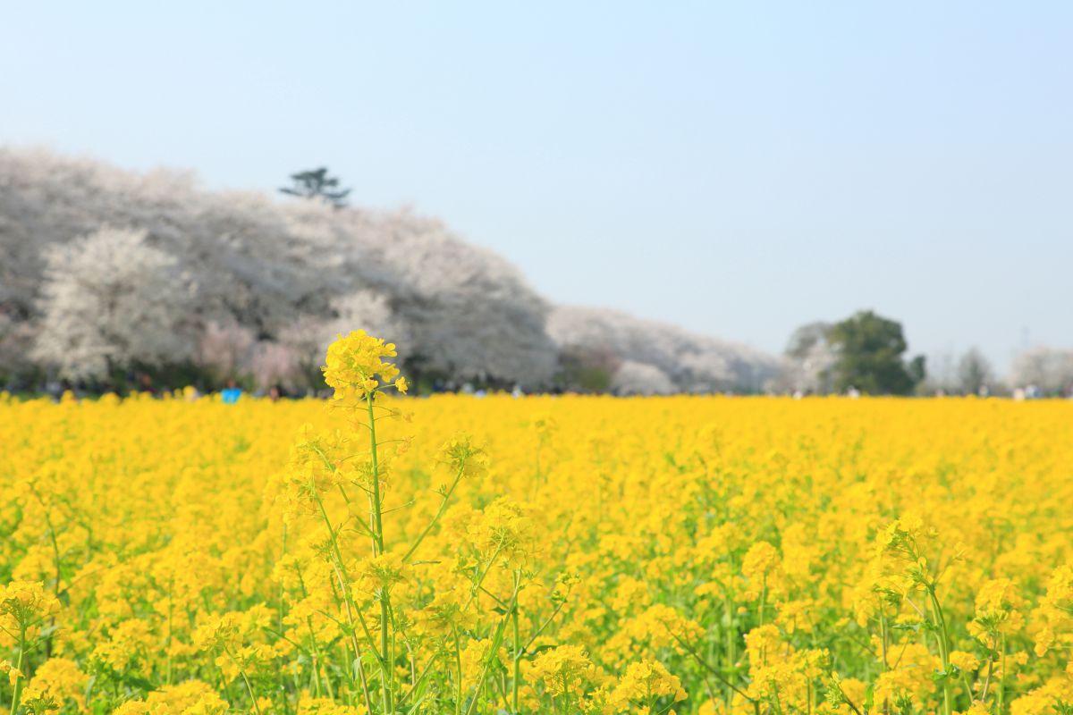 権現堂堤（埼玉県）