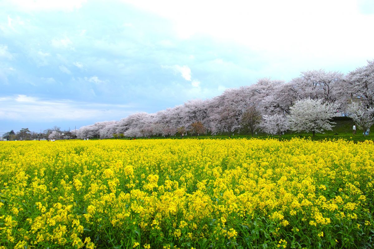 権現堂公園（埼玉県）