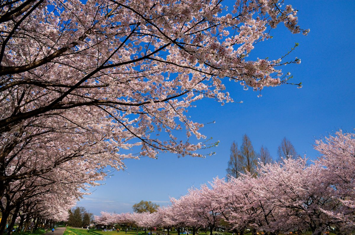 川越水上公園