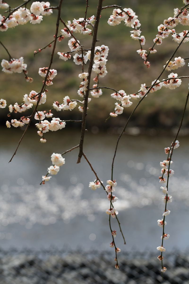 越生梅林（埼玉県）