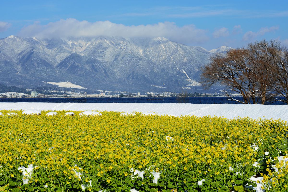 なぎさ公園（滋賀県）