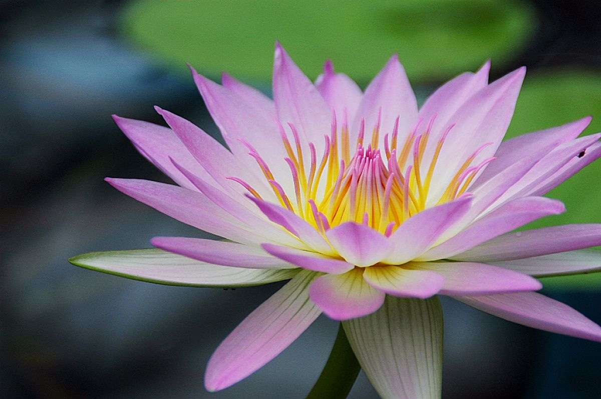 水生植物公園みずの森