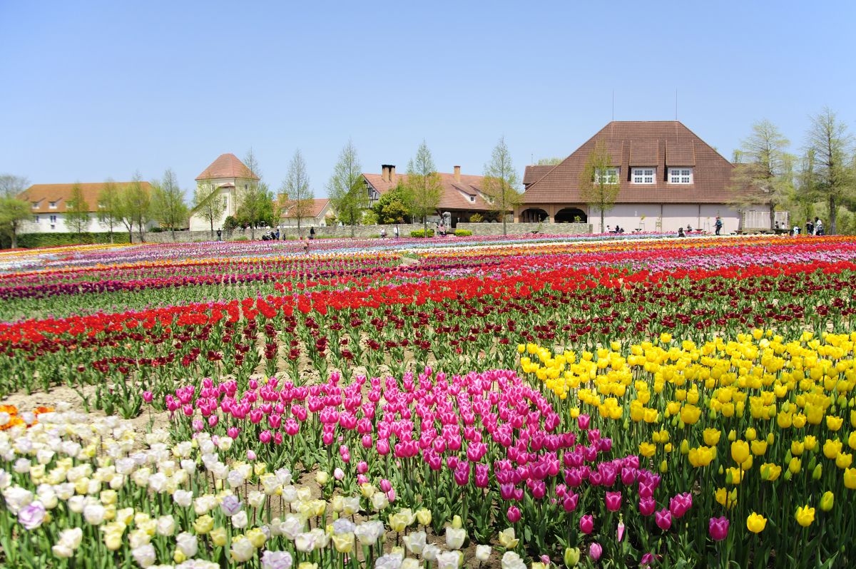 滋賀農業公園ブルーメの丘