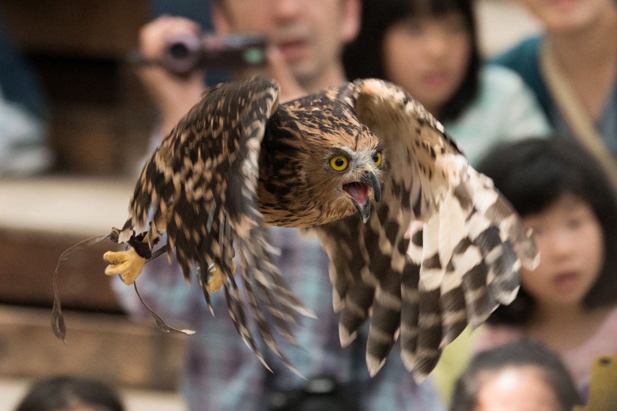 フォーゲルパーク（島根県）