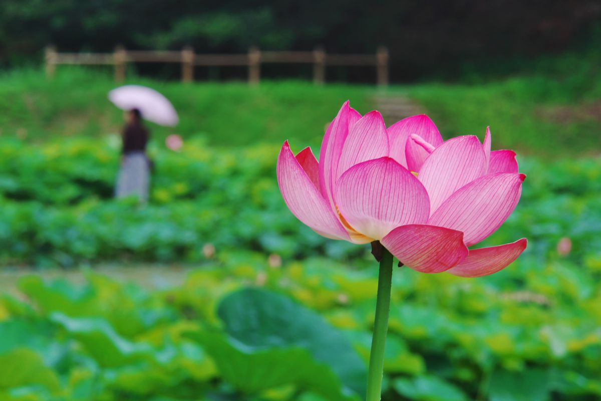 荒神谷（島根県）