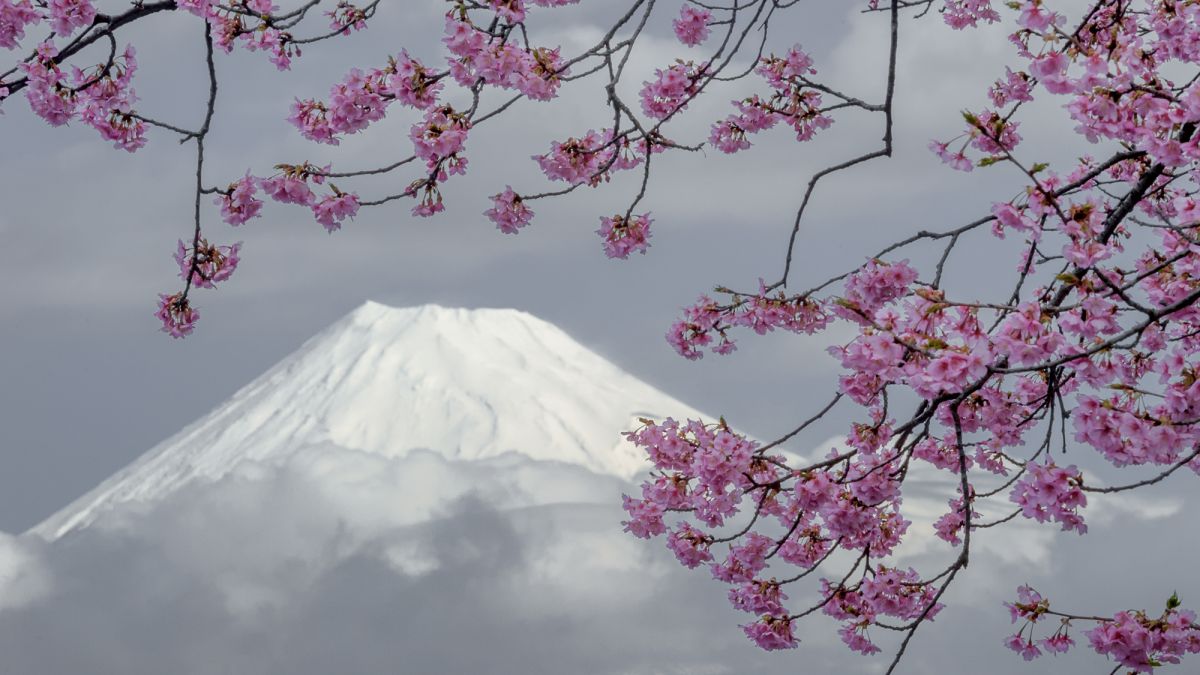 河津桜（静岡県）