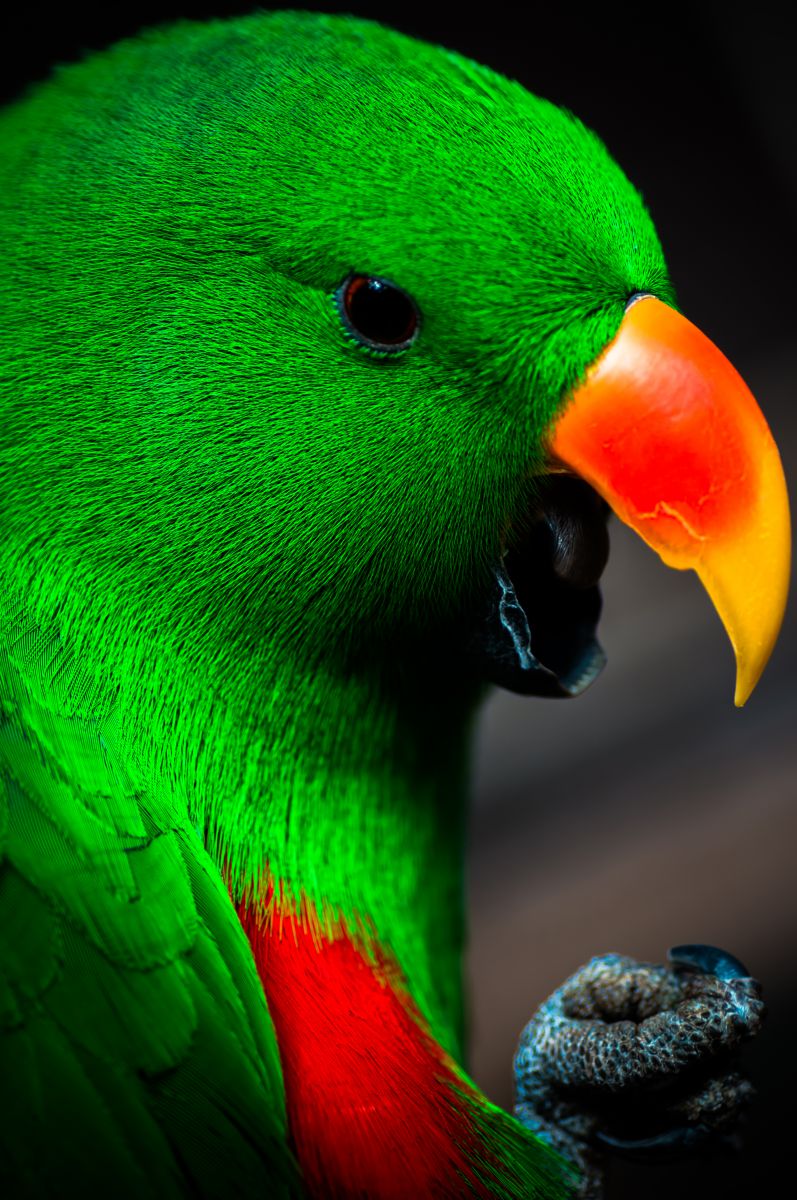 富士花鳥園