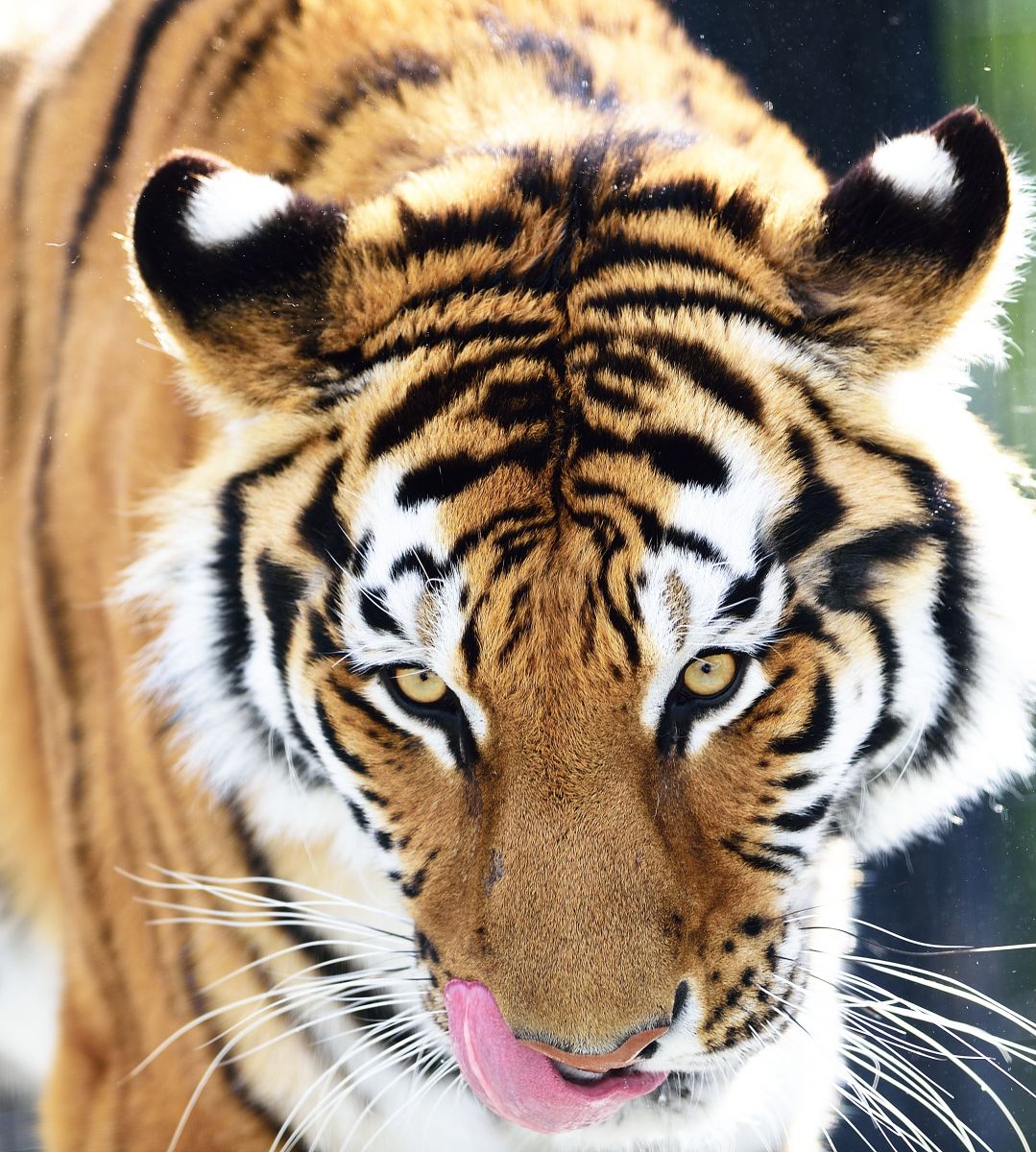 日本平動物園（静岡県）