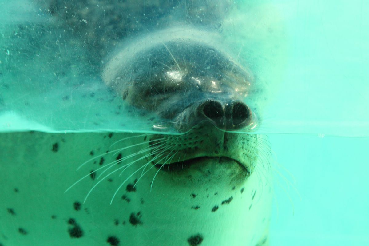 下田海中水族館