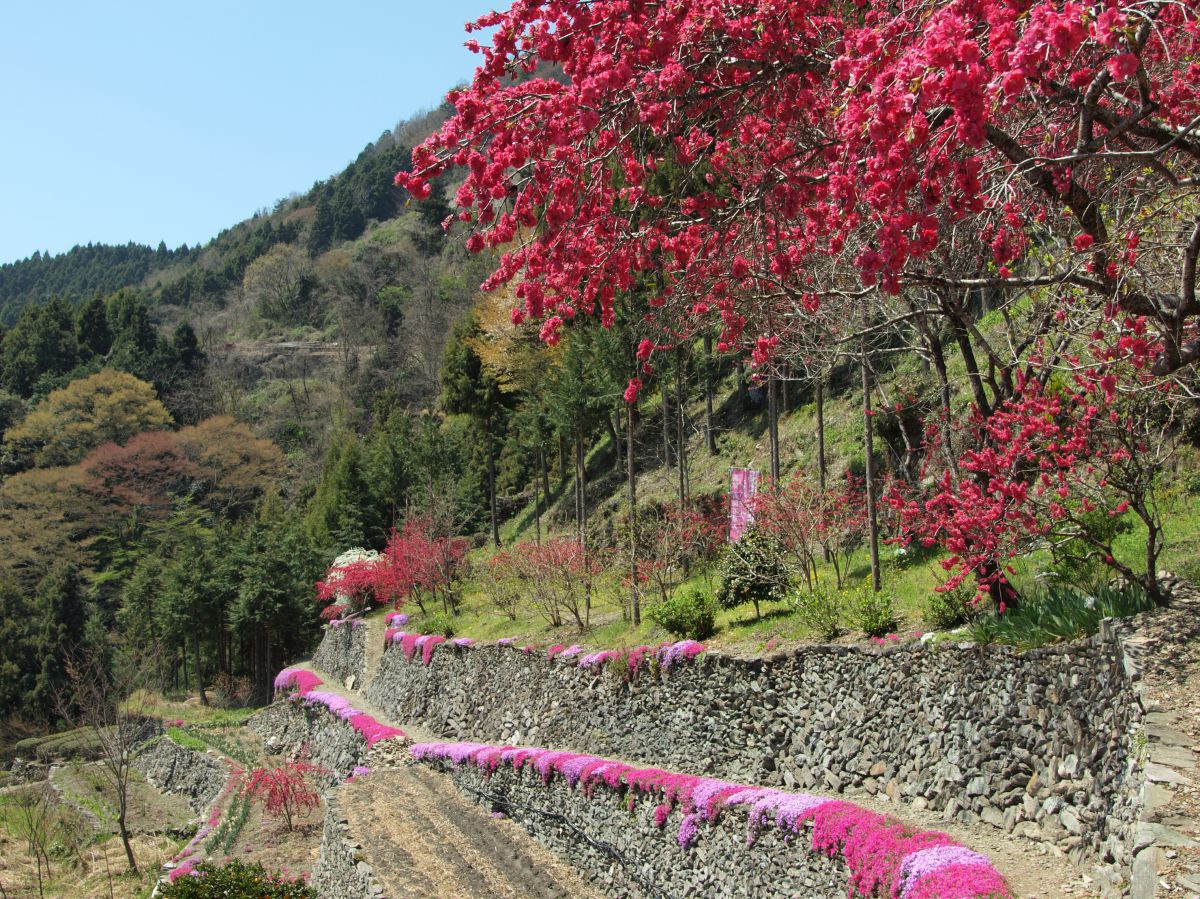 高開（徳島県）