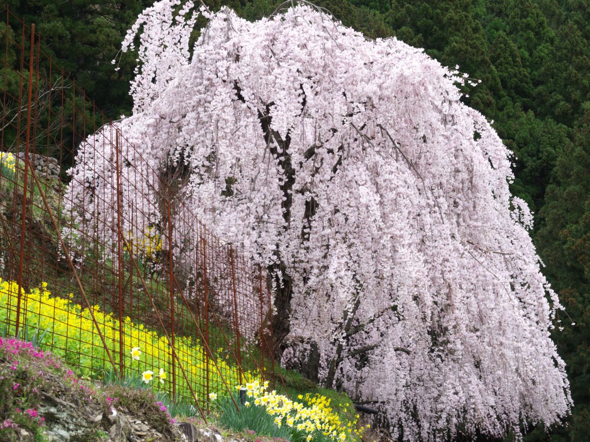 川井峠（徳島県）