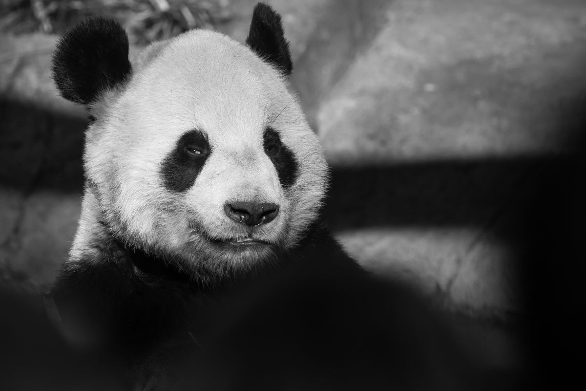 上野動物園