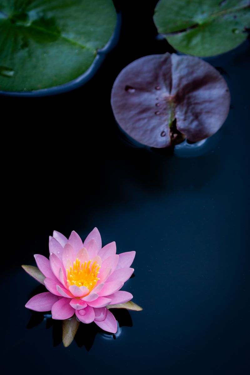 神代植物公園（東京都）