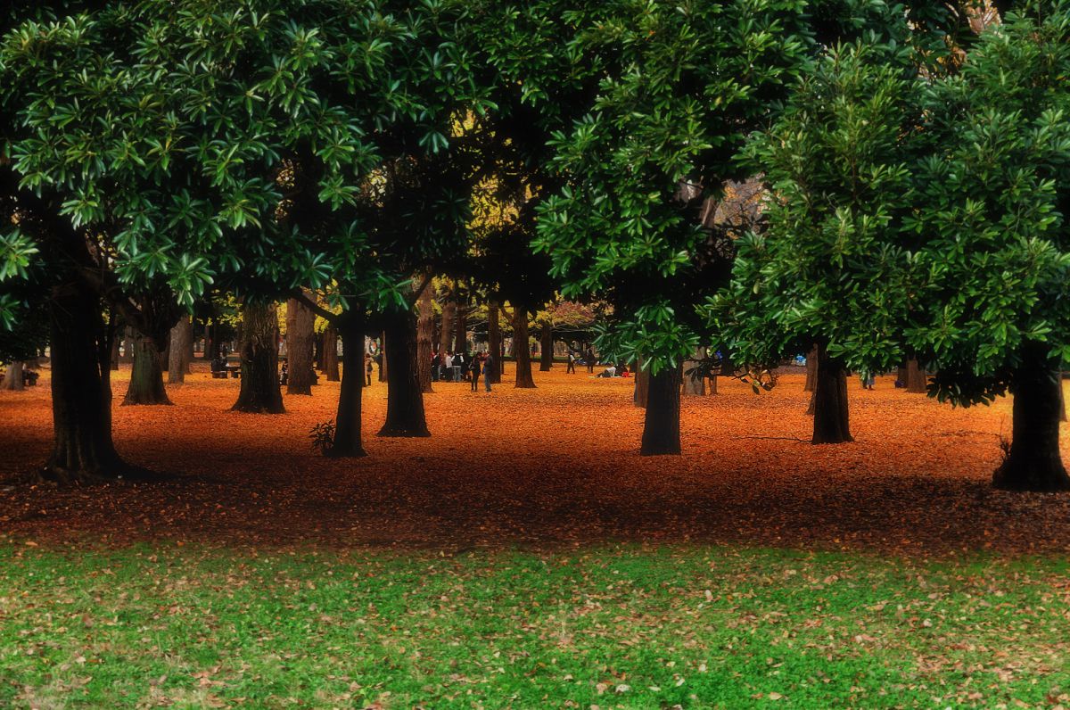 代々木公園（東京都）