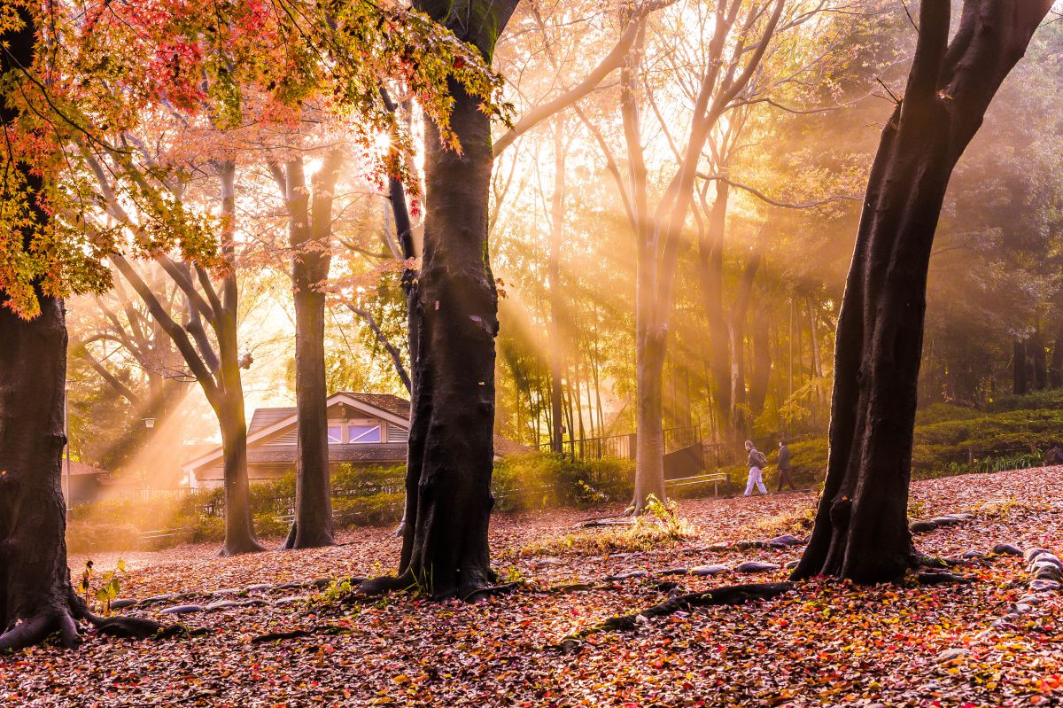 石神井公園