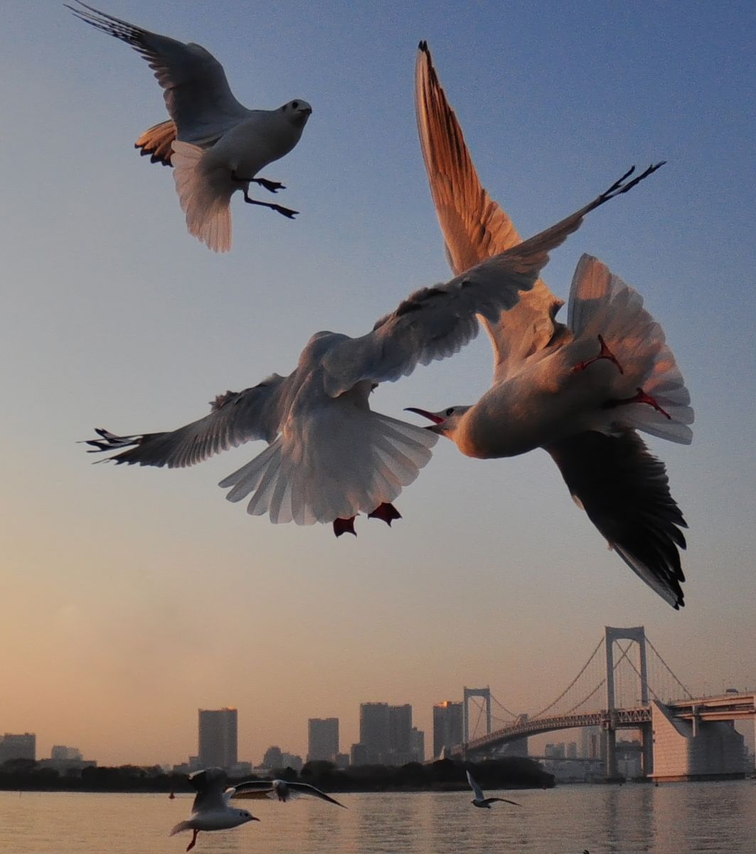 お台場海浜公園（東京都）