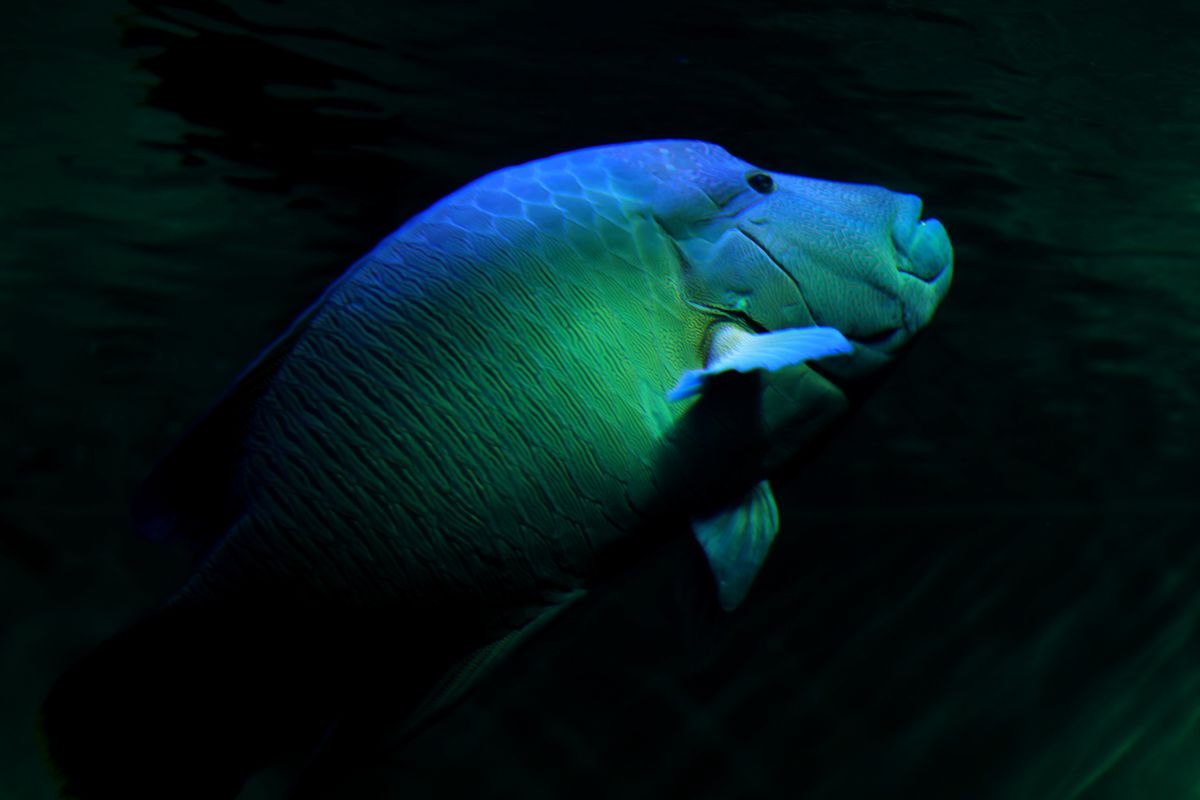 葛西臨海水族園（東京都）