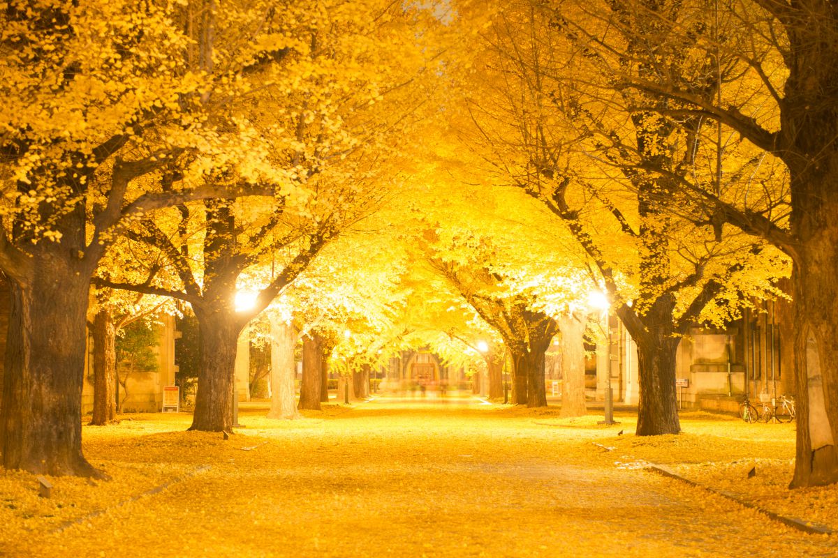 東京大学（東京都）