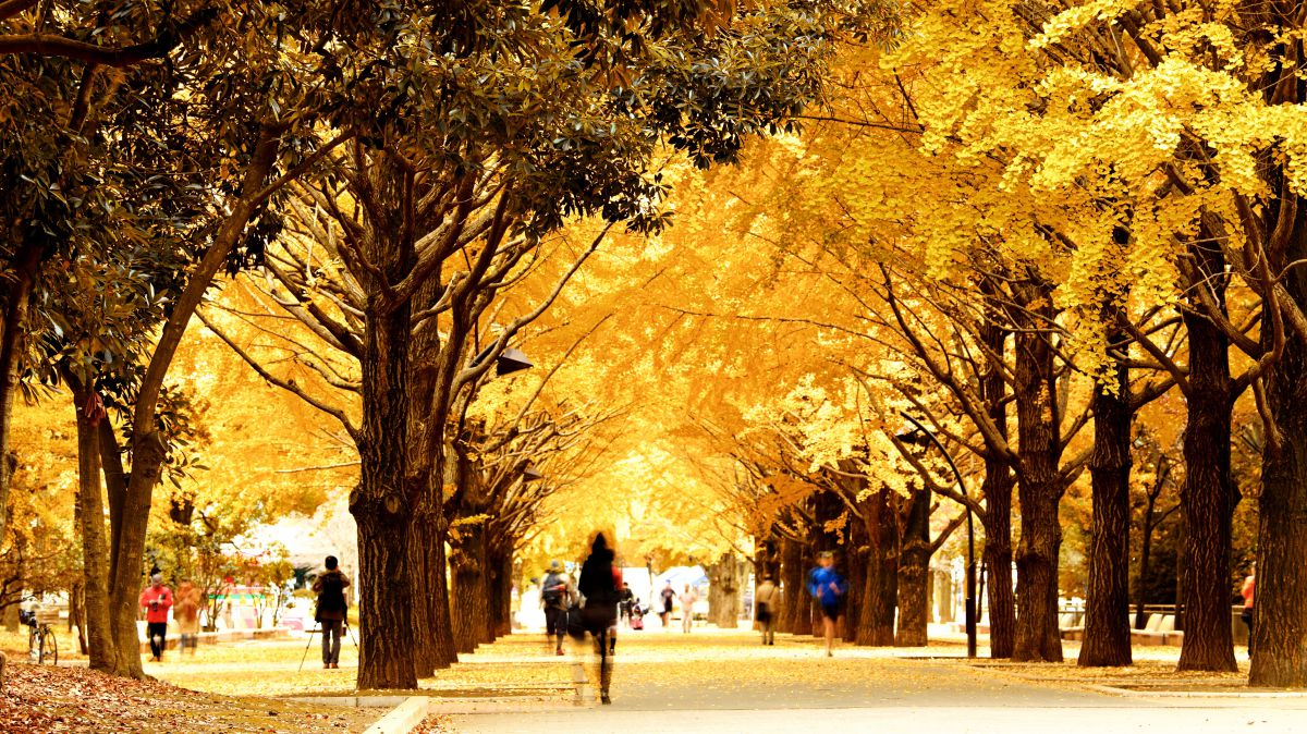 光が丘公園（東京都）