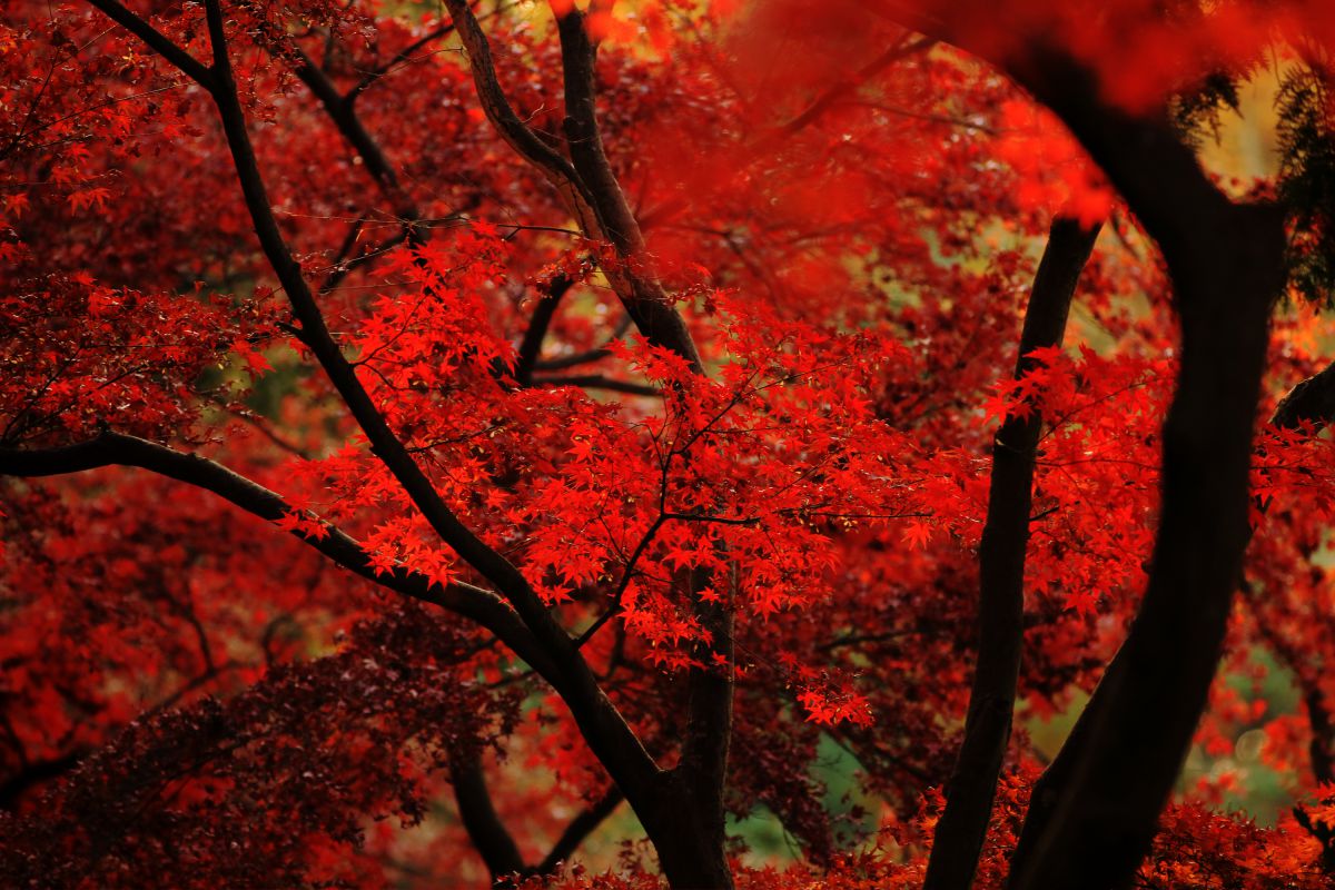 狭山公園（東京都）