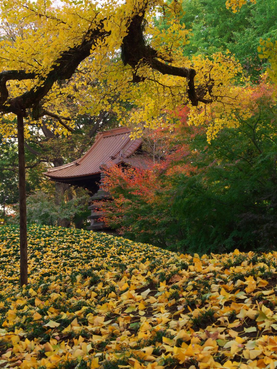 九品仏浄真寺