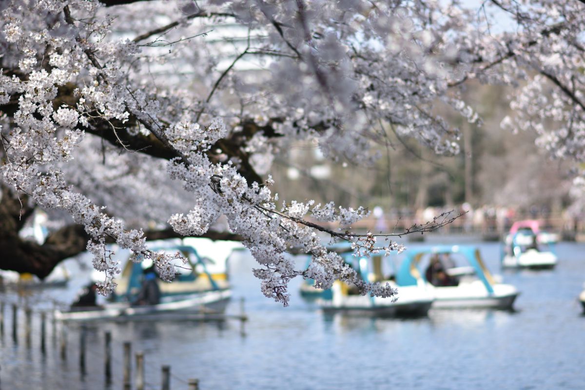 井の頭恩賜公園（東京都）