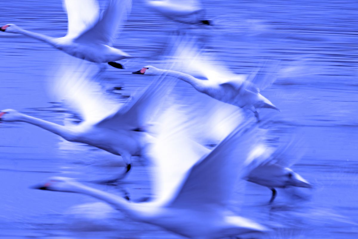 米子水鳥公園（鳥取県）