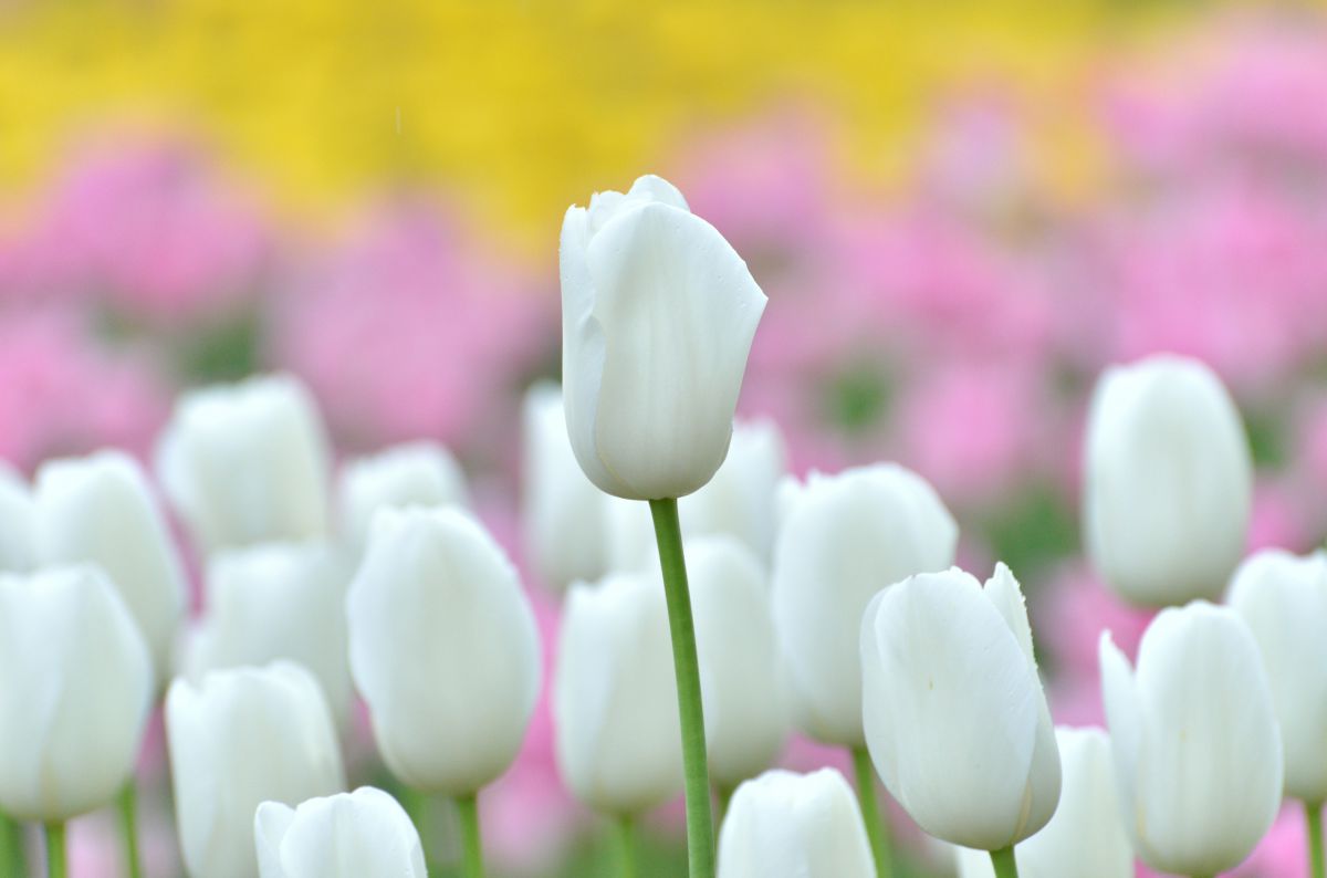 砺波チューリップ公園