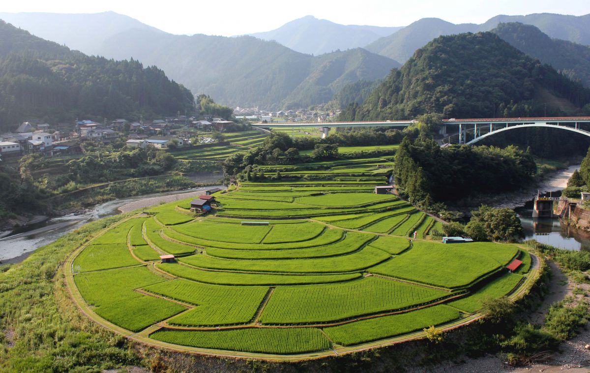 あらぎ島