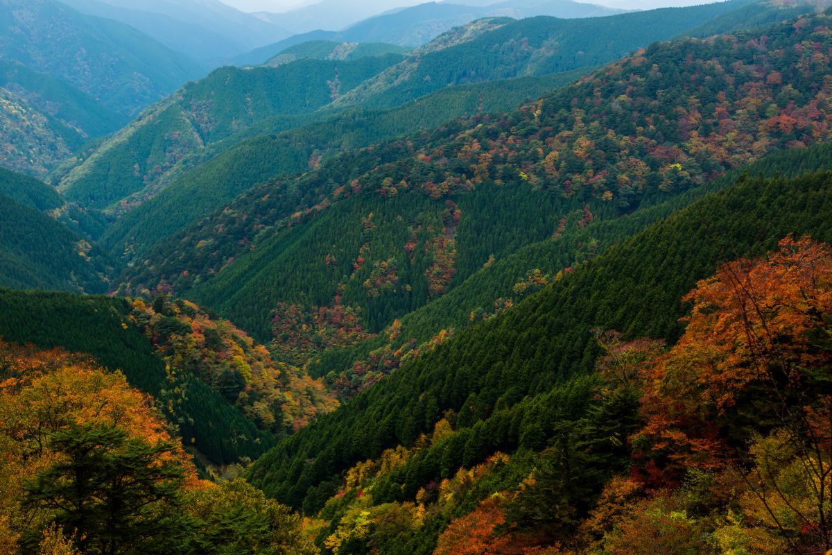 高野龍神スカイライン（和歌山県）