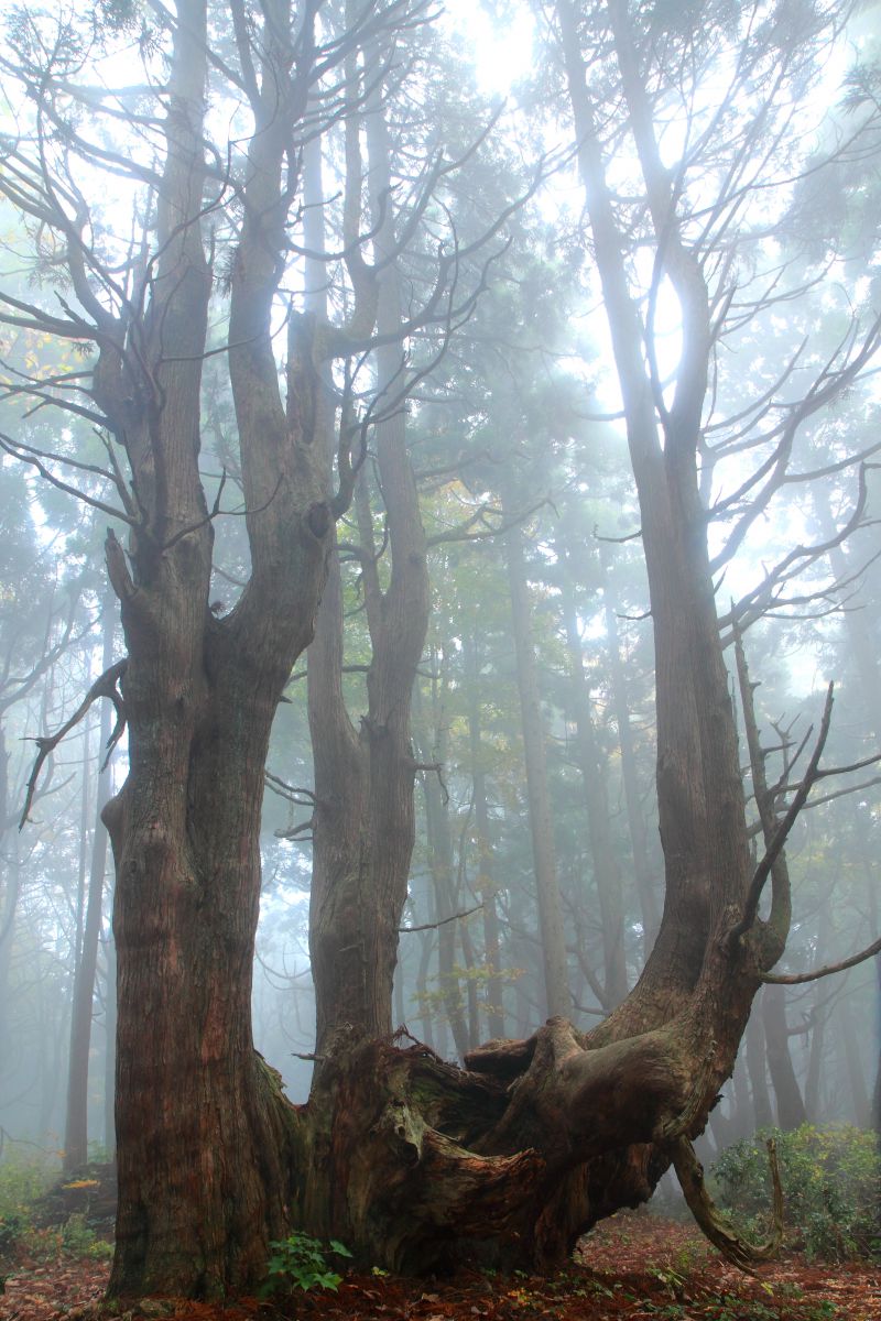 山形　幻想の森