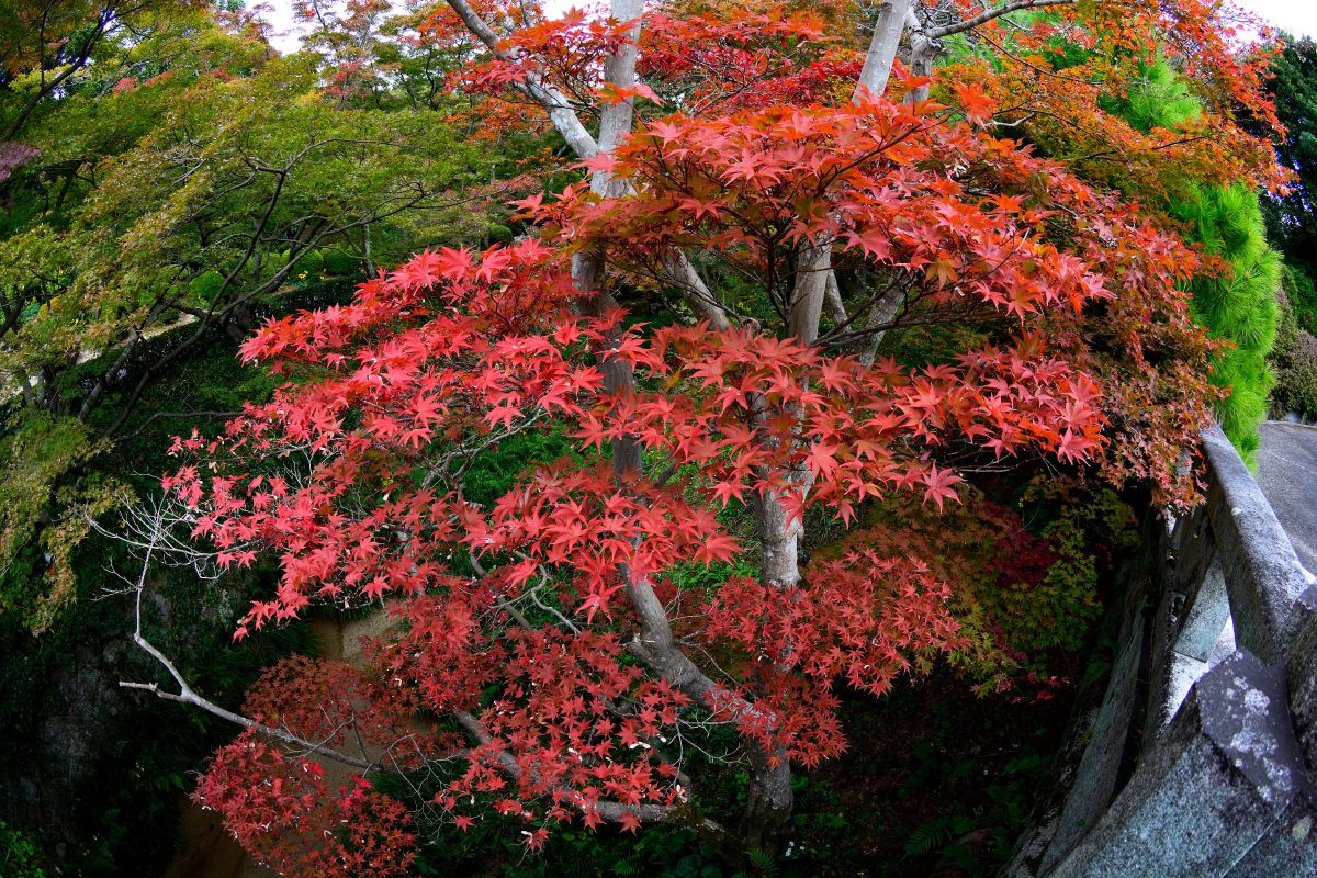 毛利氏庭園（山口県）