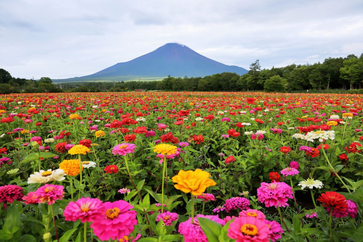 花の都公園