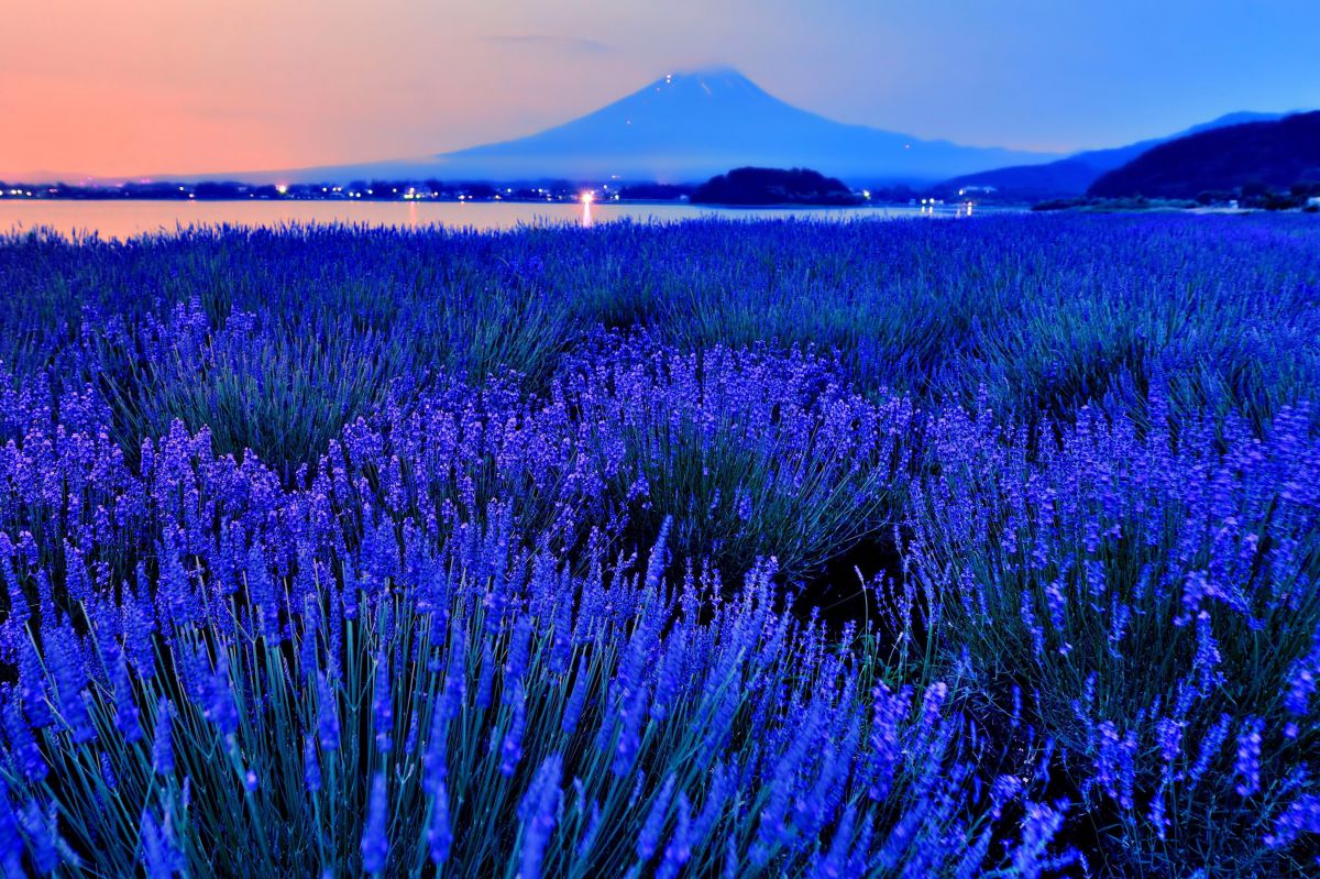 大石公園（山梨県）