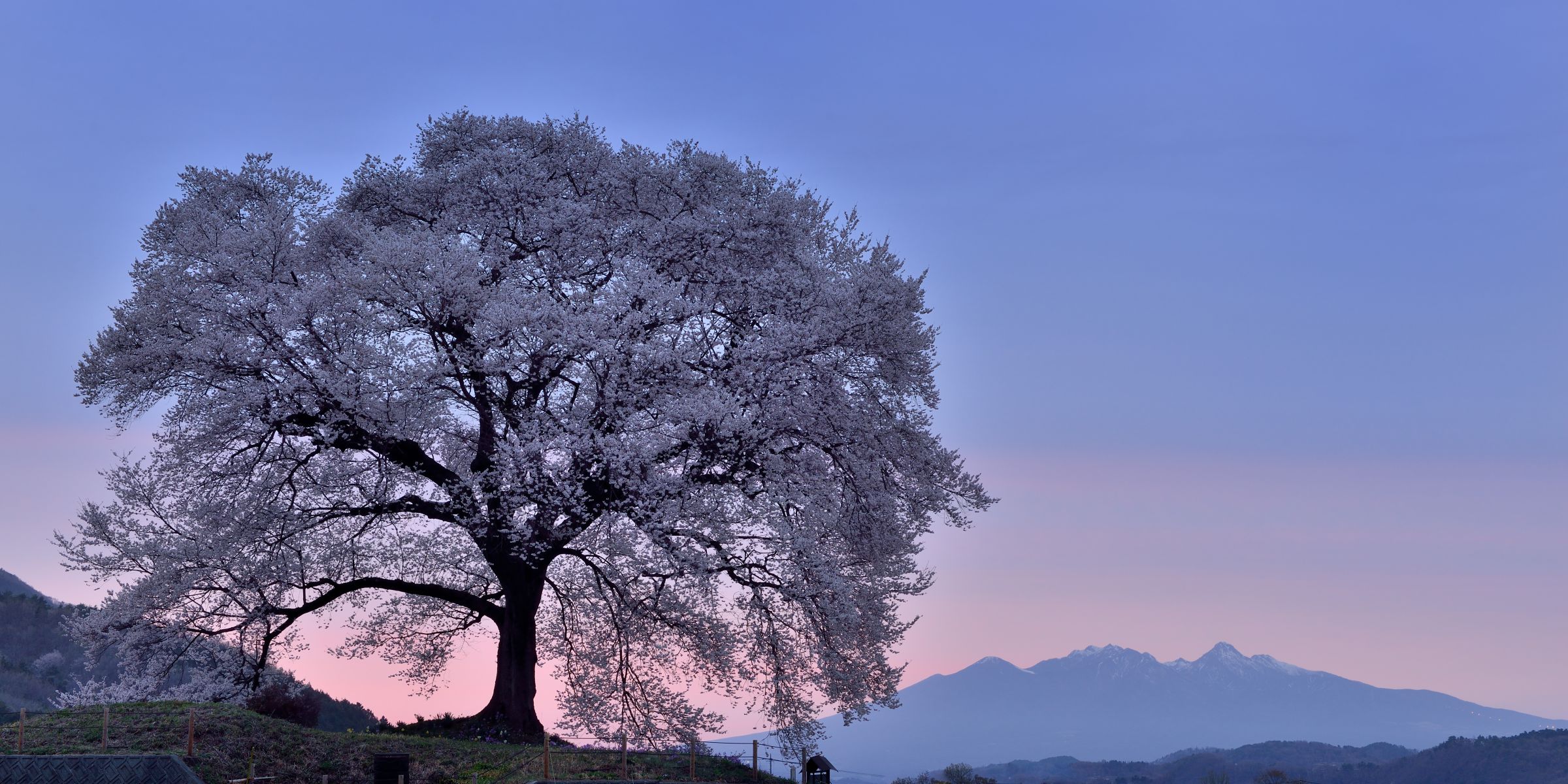 わに塚の桜（山梨県）