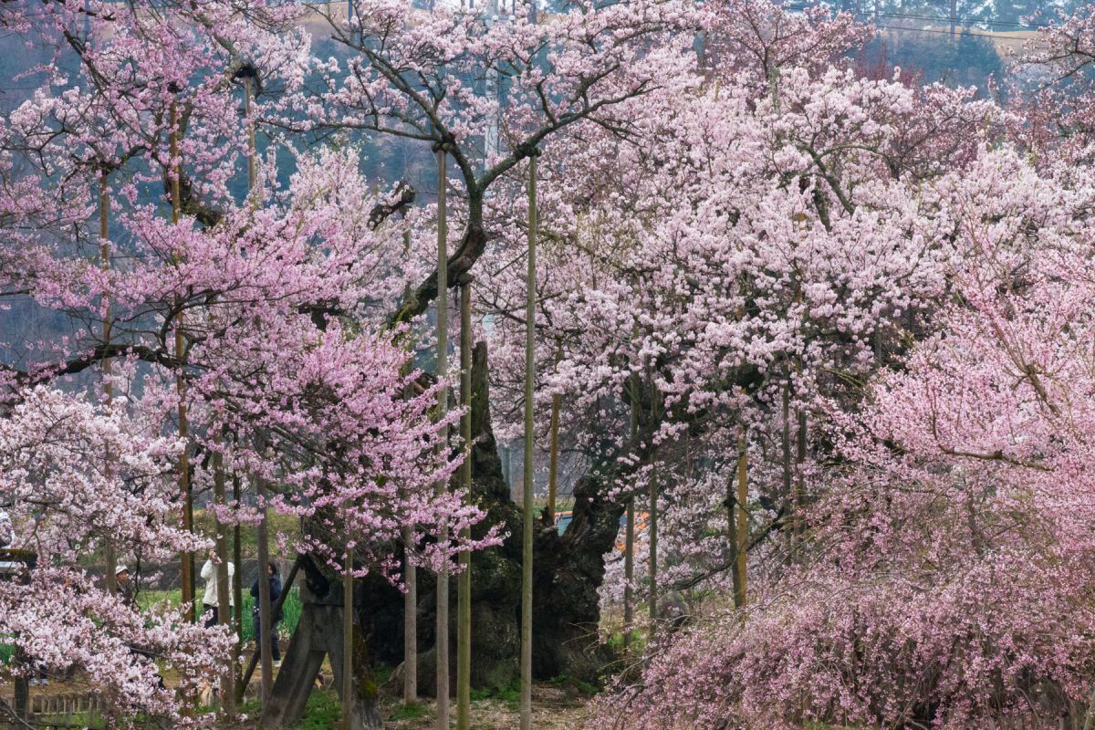 実相寺（山梨県）