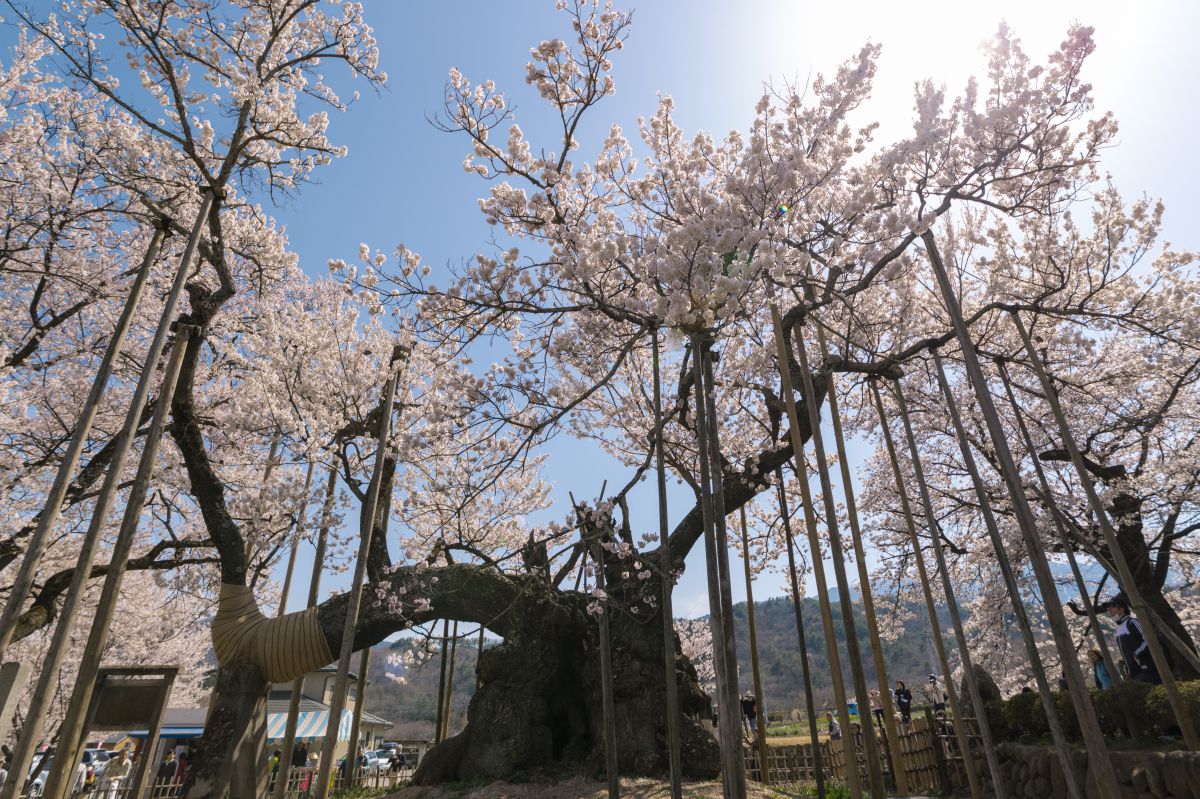 山高神代桜（山梨県）