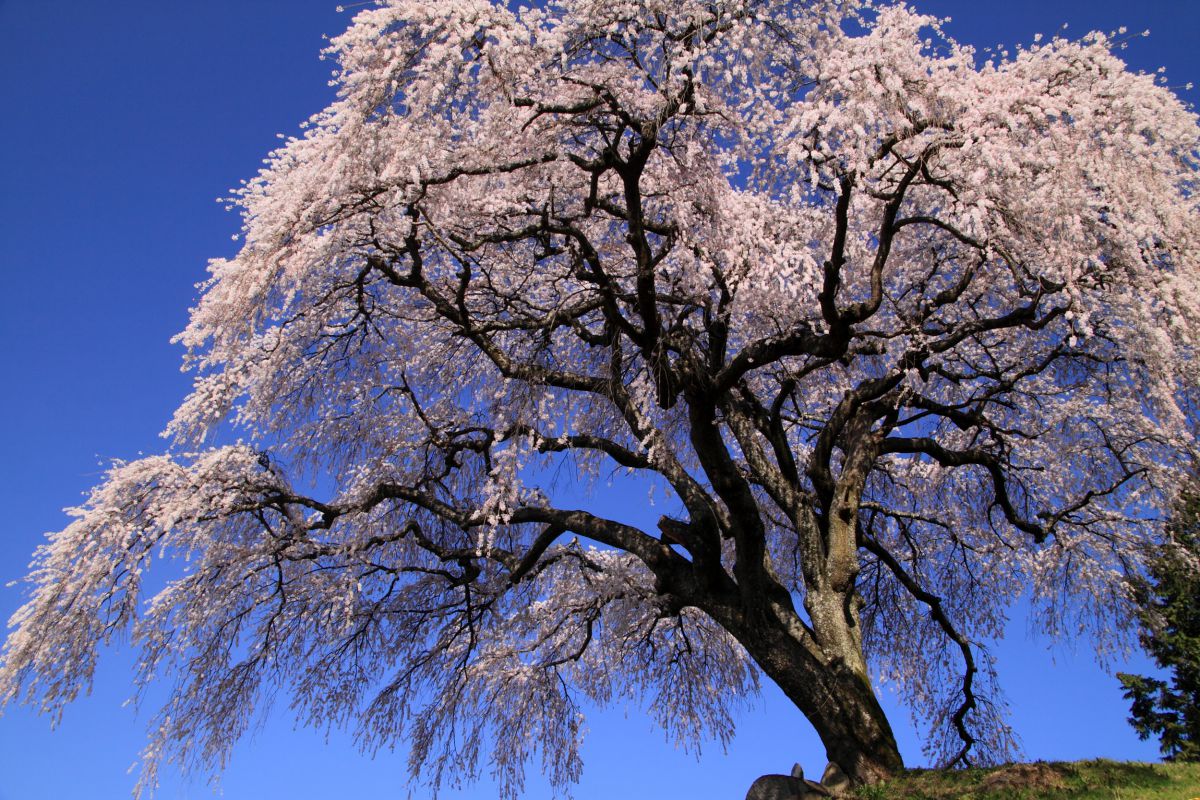 乙ヶ妻のしだれ桜（山梨県）