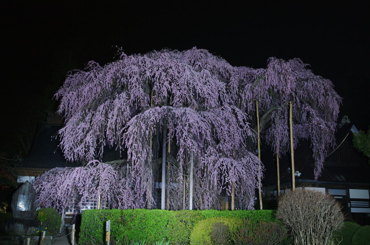 慈雲寺のイトザクラ